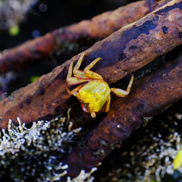 Crabe de palétuvier Aratus Pisonii Martinique