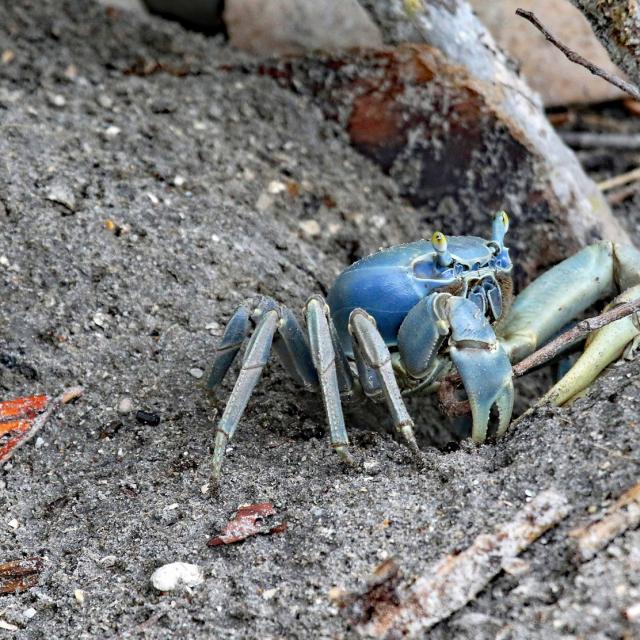 Crabe de terre Cardisoma guahumi Mangrove Martinique