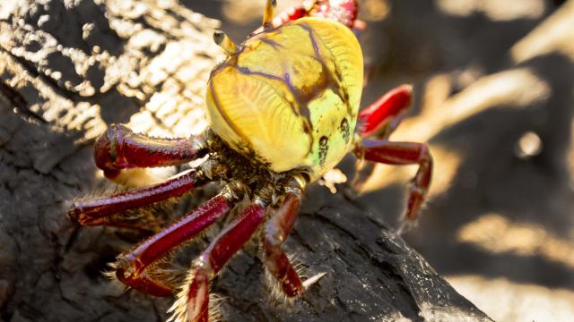 Mantu crab Ucides cordatus Martinique