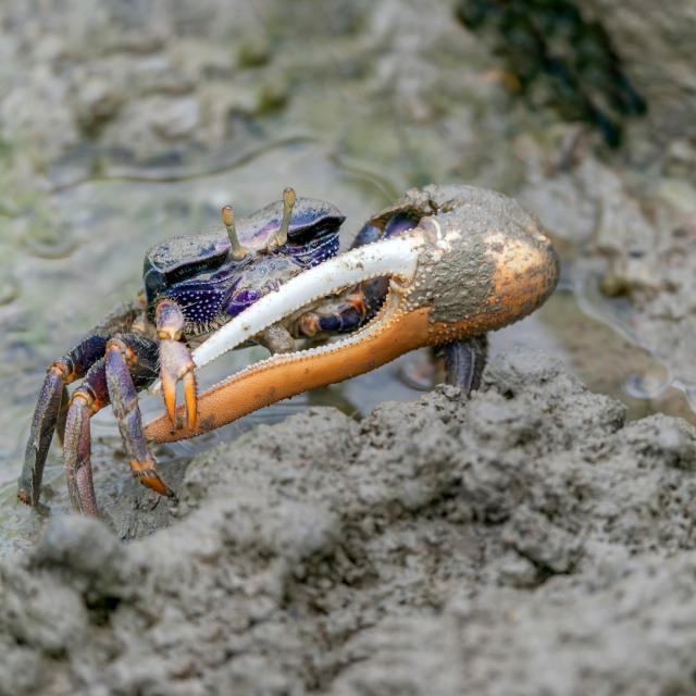 Crabe violoniste Uca maracoani Martinique