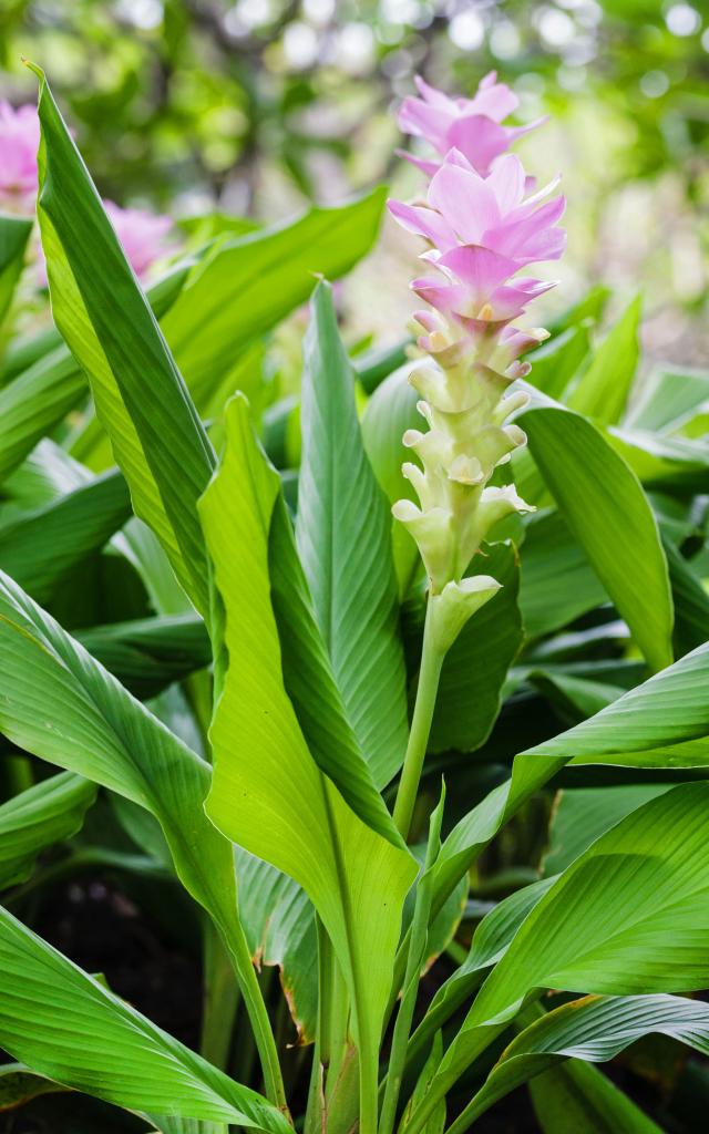 Curcuma Plante Épice Martinique