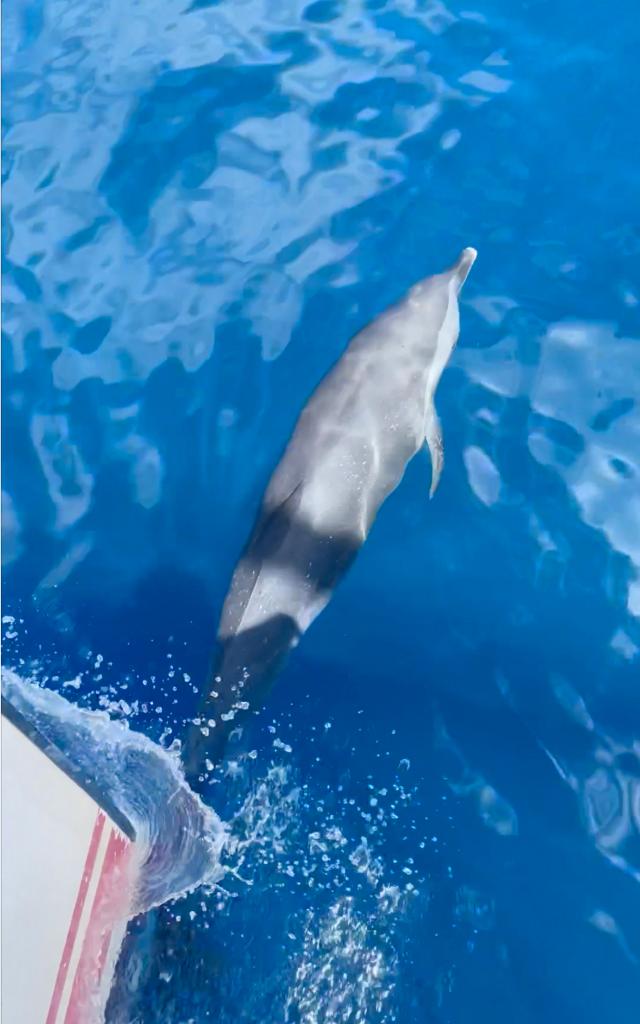 Dauphin Catamaran Kokoumdo Trois-îlets Martinique