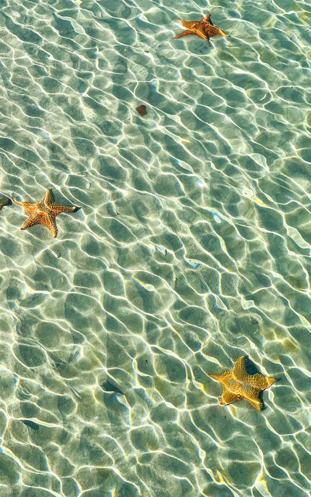 Étoiles de mer Plage de l'Anse Mitan Trois-îlets Martinique