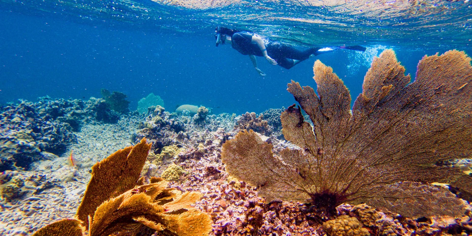 Éventail de Venus Coraux Les Aquanautes Marin Martinique