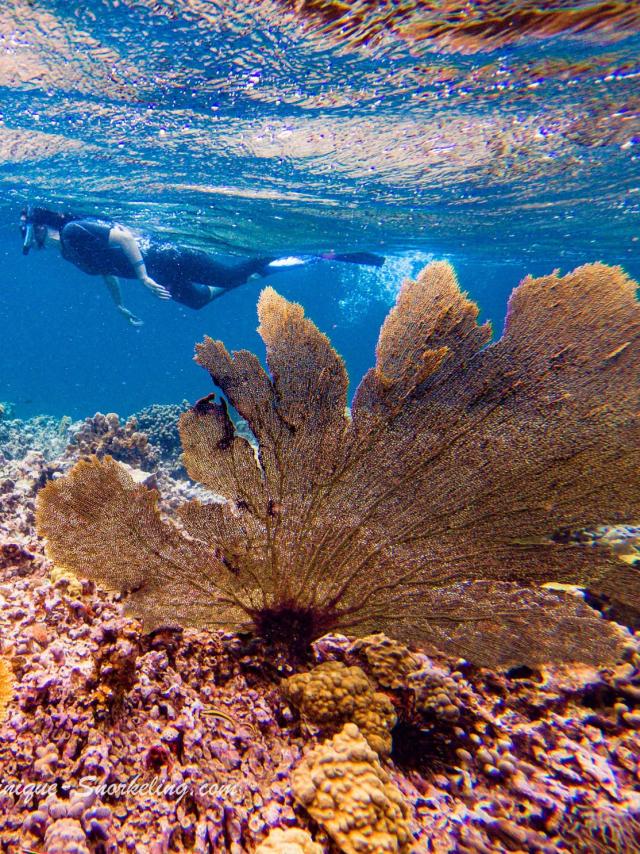 Fan of venus Corals Lesaquanautes Marin Martinique