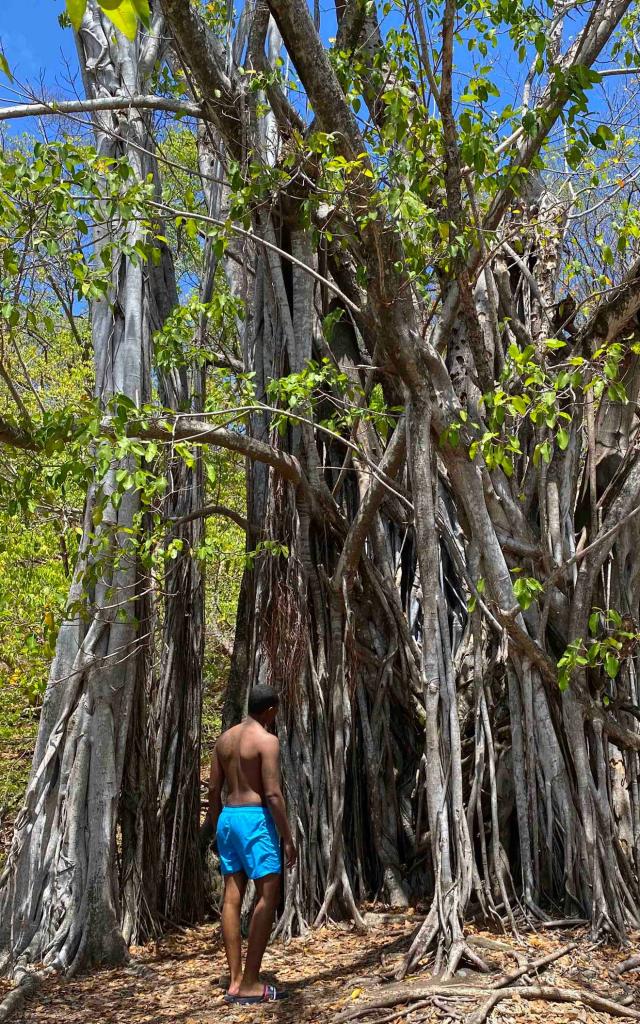 Figuier Maudit Arbre Ilet Chancel Robert Martinique