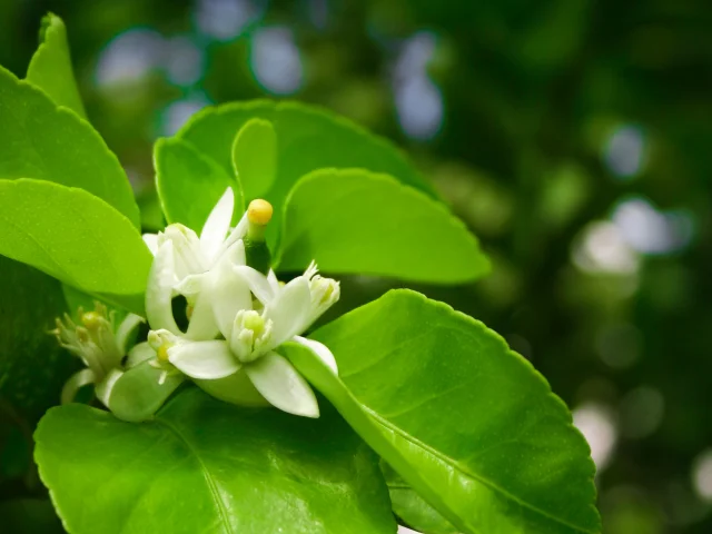 Fleur Citron vert Lime Fruit Martinique