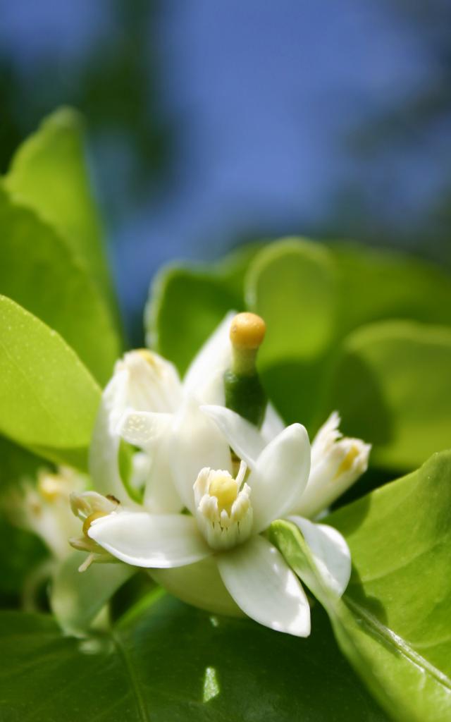 Fleur Citron vert Lime Fruit Martinique