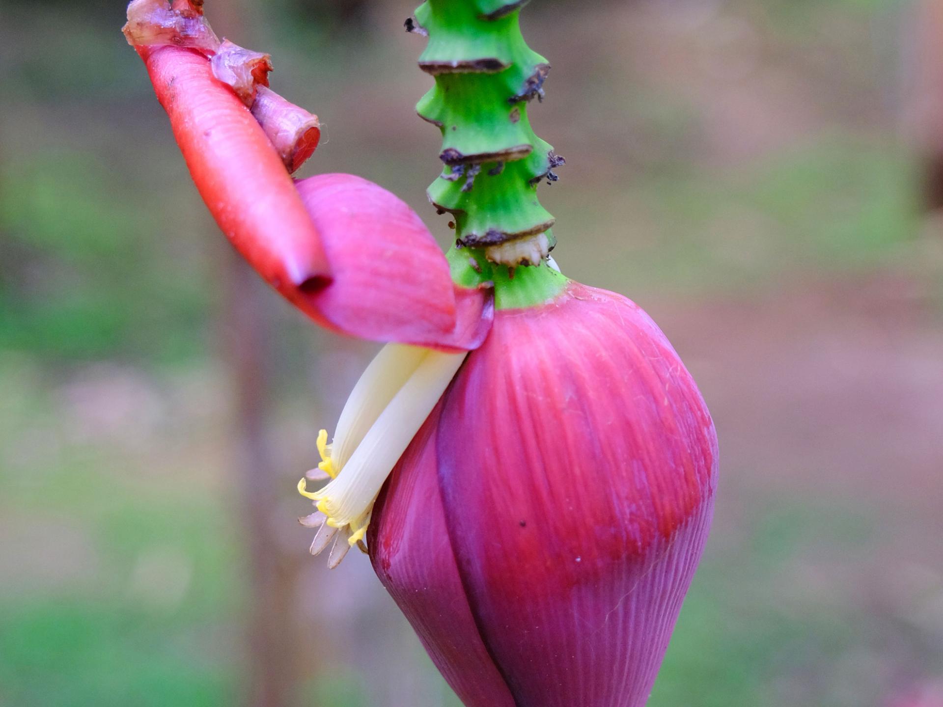 Fleur de bananier Musée de la banane Sainte-Marie Martinique