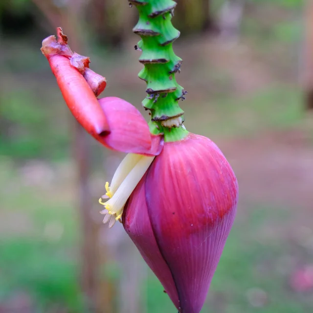 Fleur de bananier Musée de la banane Sainte-Marie Martinique