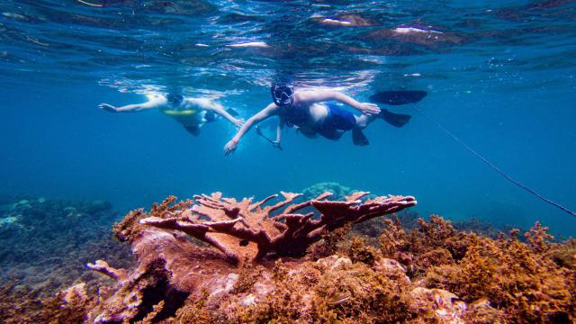 Fond marin Snorkeling Les Aquanautes Marin Martinique