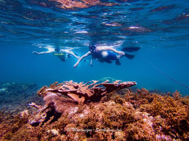 Fond marin Snorkeling Les Aquanautes Marin Martinique