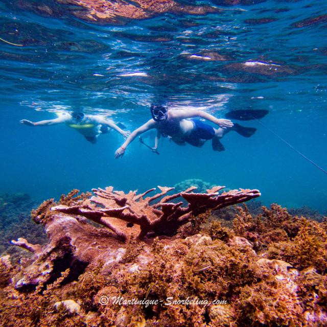 Fond marin Snorkeling Les Aquanautes Marin Martinique