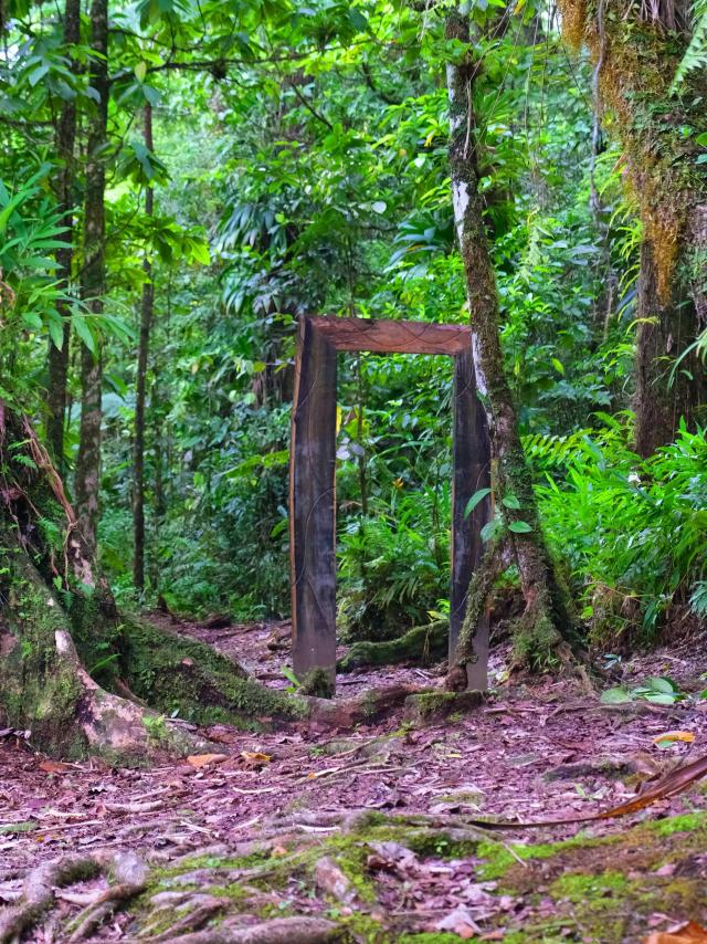 Forêt Alma Fonds-Saint-Denis Martinique