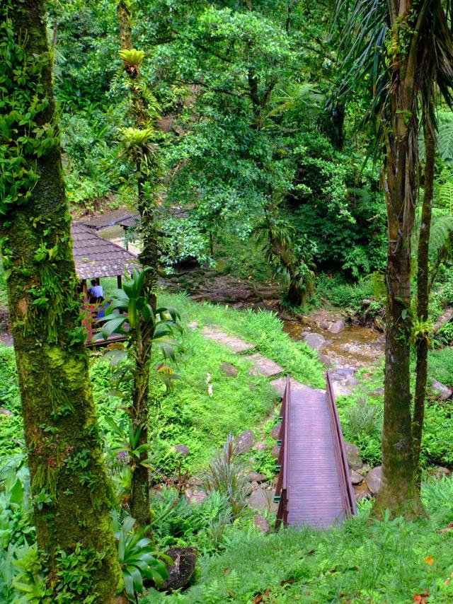 Forêt Carbet Saut Gendarme Fonds-Saint-Denis Martinique