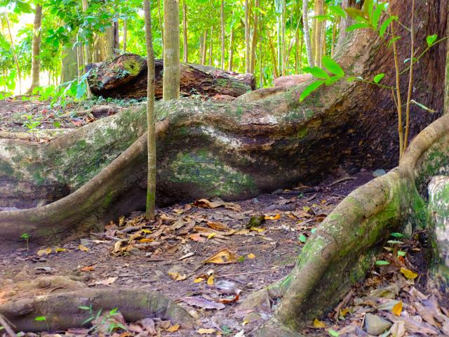 Foret Montravail Sainte-Luce Martinique