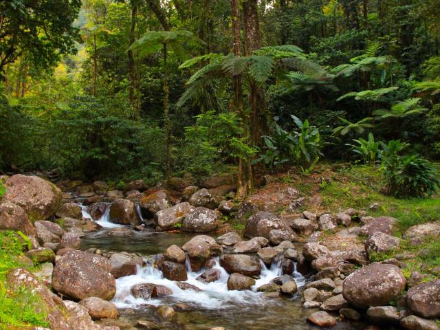 Forêt Rivière de l'Alma Fonds-Saint-Denis Martinique