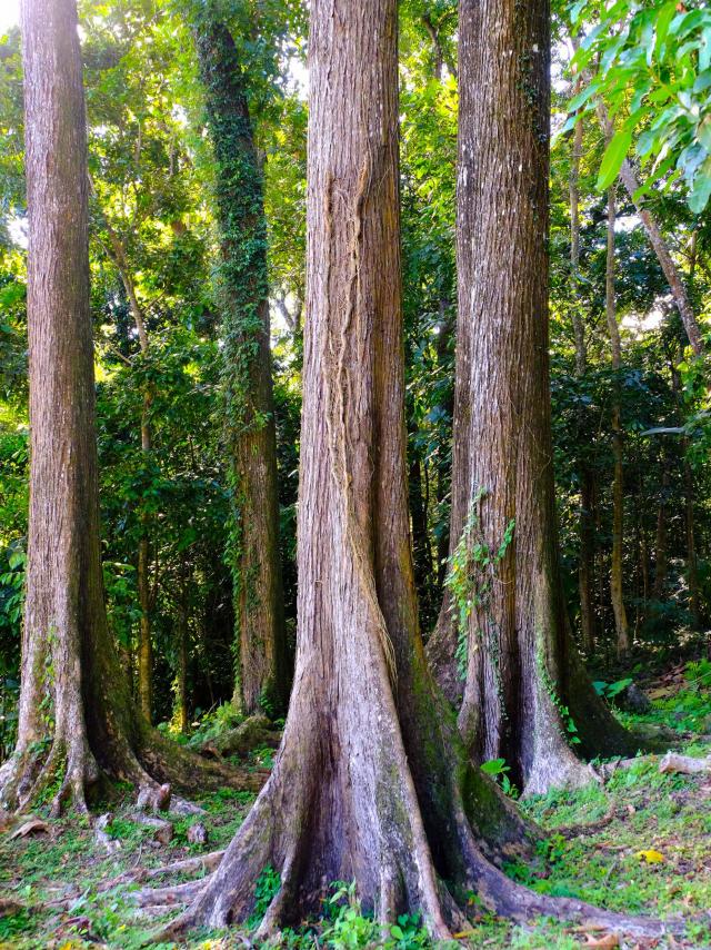 Foret Montravail Sainte-Luce Martinique