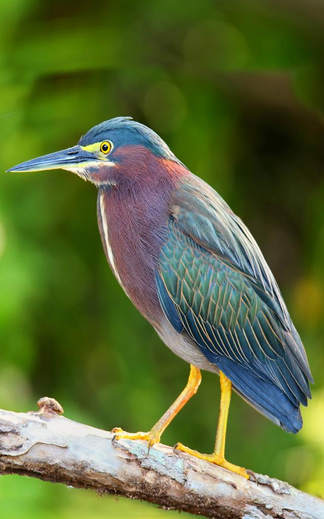 Green heron Kayali Bird Martinique