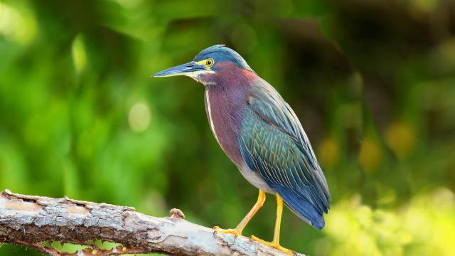 Green heron Kayali Bird Martinique