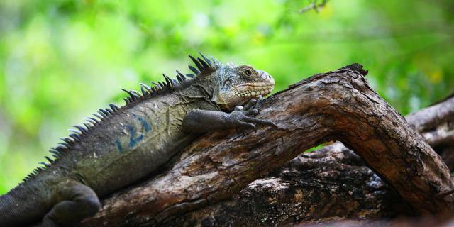 Iguane male Iguana delicatissima Ilet Chancel Robert Martinique