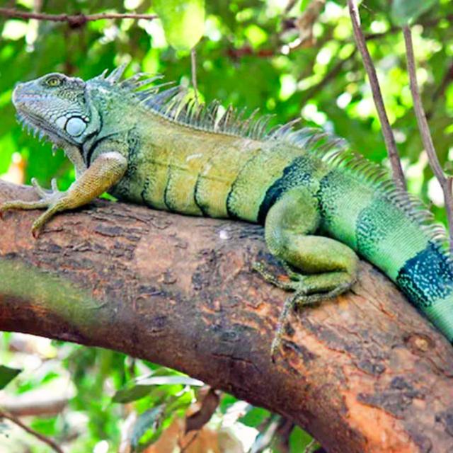 Iguane Vert Iguana Iguana Faune Martinique