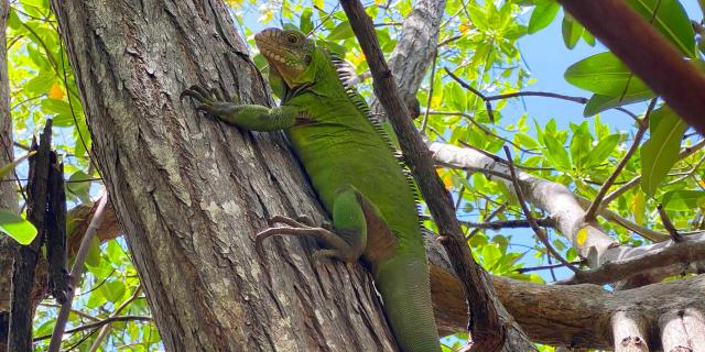 Iguane Iguana delicatissima Ilet Chancel Robert Martinique