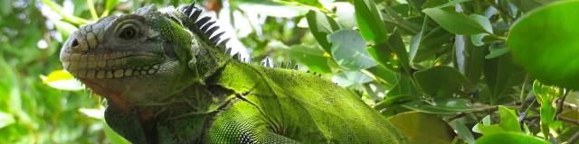 Iguane Iguana delicatissima Ilet Chancel Robert Martinique