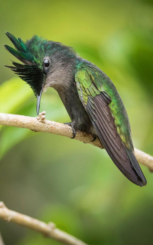 Crested hummingbird Orthorhyncus cristatus Bird Martinique