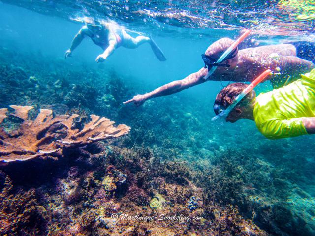 Observation of the seabed Aquanauts Marin Martinique