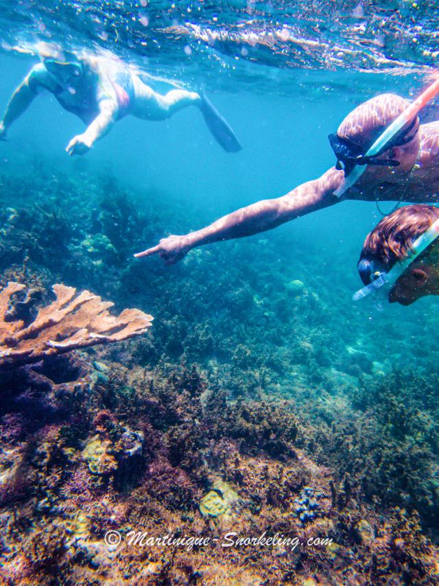 Observation of the seabed Aquanauts Marin Martinique