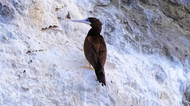 Oiseau Fou Brun Rocher du Diamant Martinique