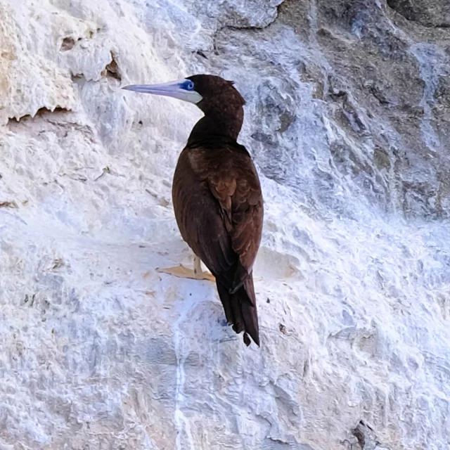 Brown Crazy Bird Diamond Rock Martinique