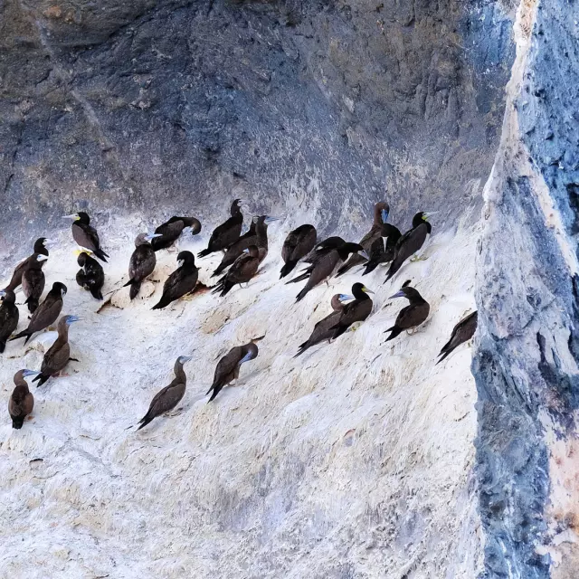 Oiseaux Fou brun Rocher du Diamant Martinique