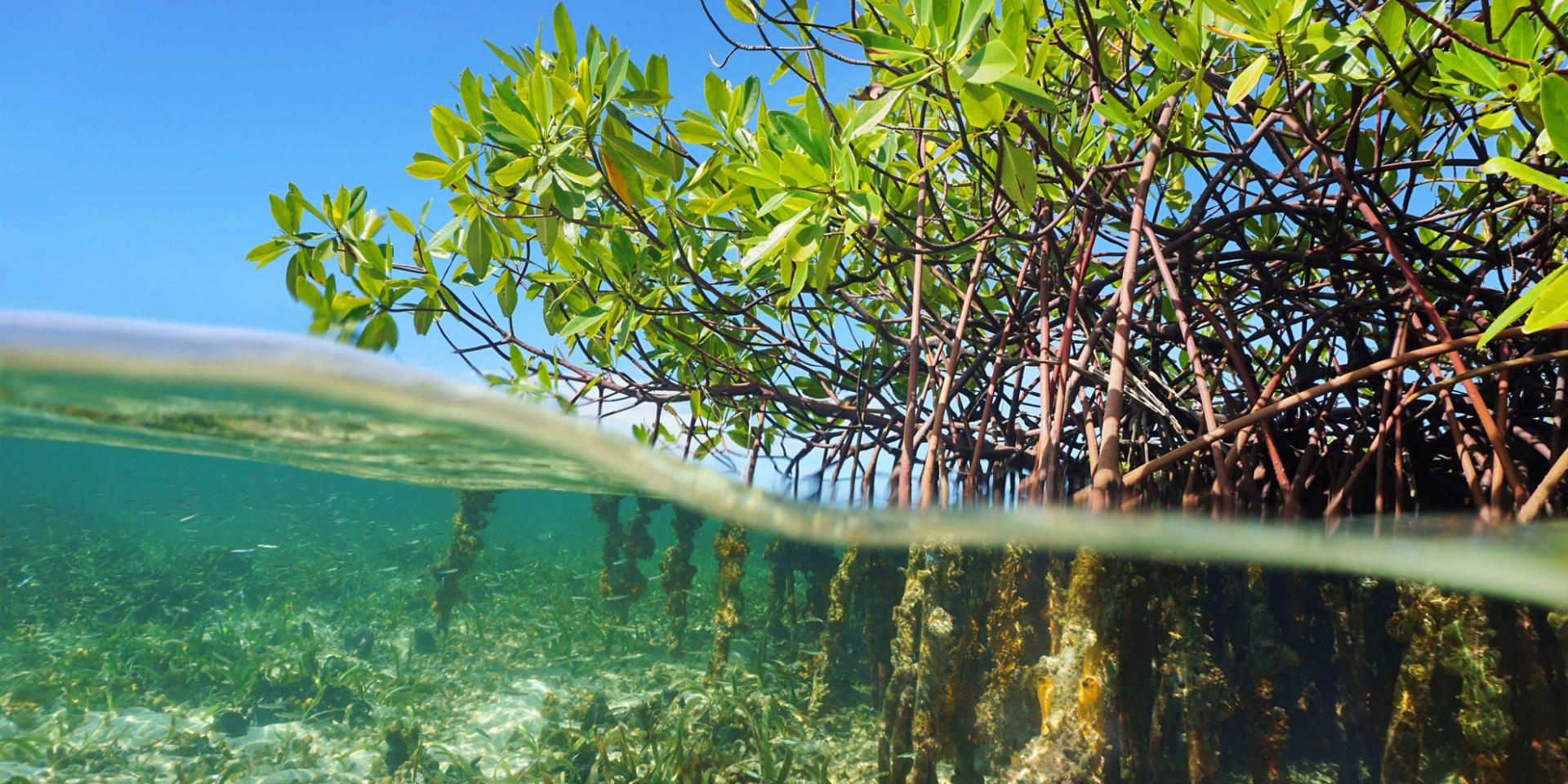 Mangrove Mangrove Martinique