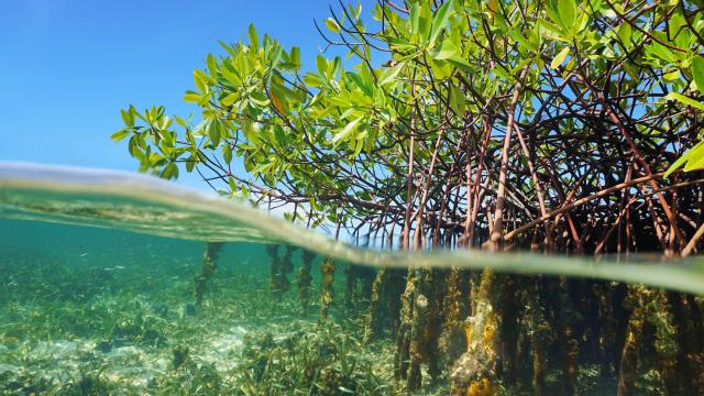 Paletuvier Mangrove Martinique