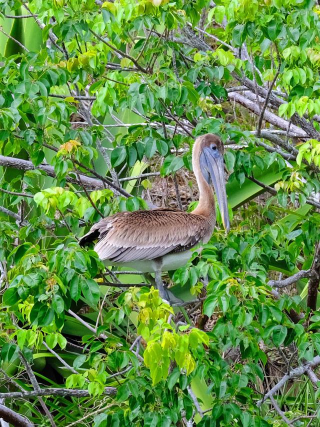 Pelican Anse Noire Les Anses-d'Arlets Martinique