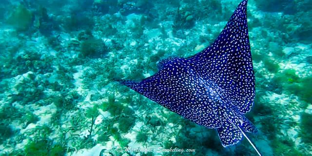 Stingray Les aquanautes Marin Martinique