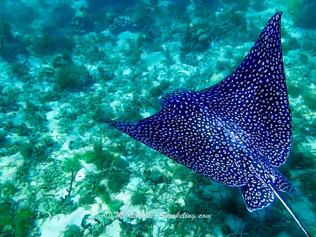 Raie Les Aquanautes Marin Martinique