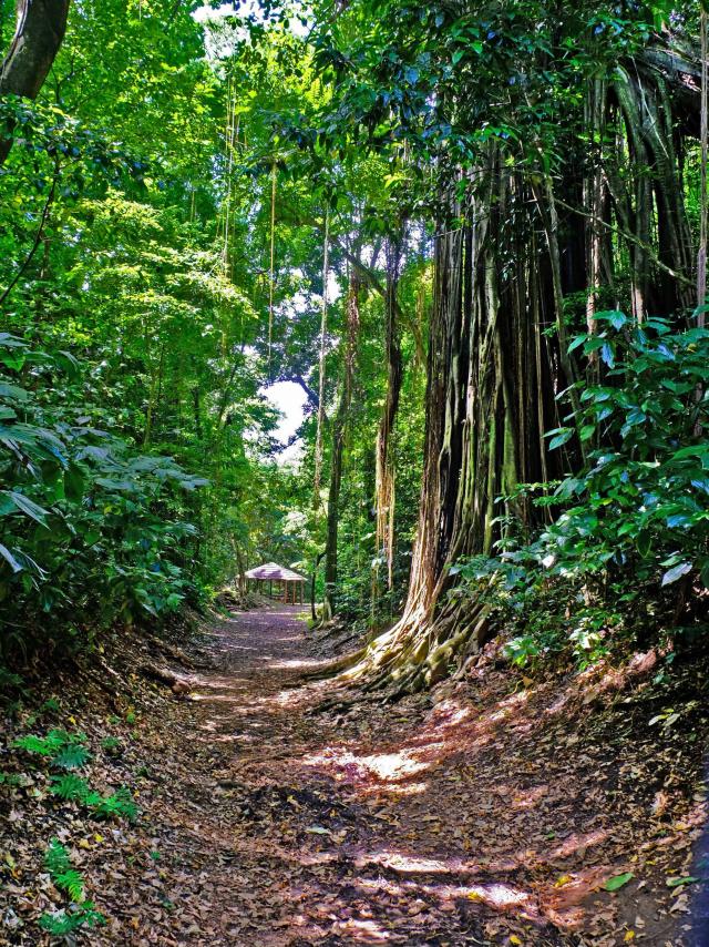 Randonnée Forêt La Philippe Sainte-Marie Martinique