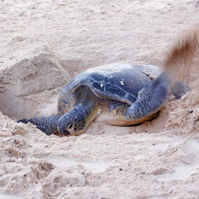 Tortue Luth Dermochelys Coriacea Martinique