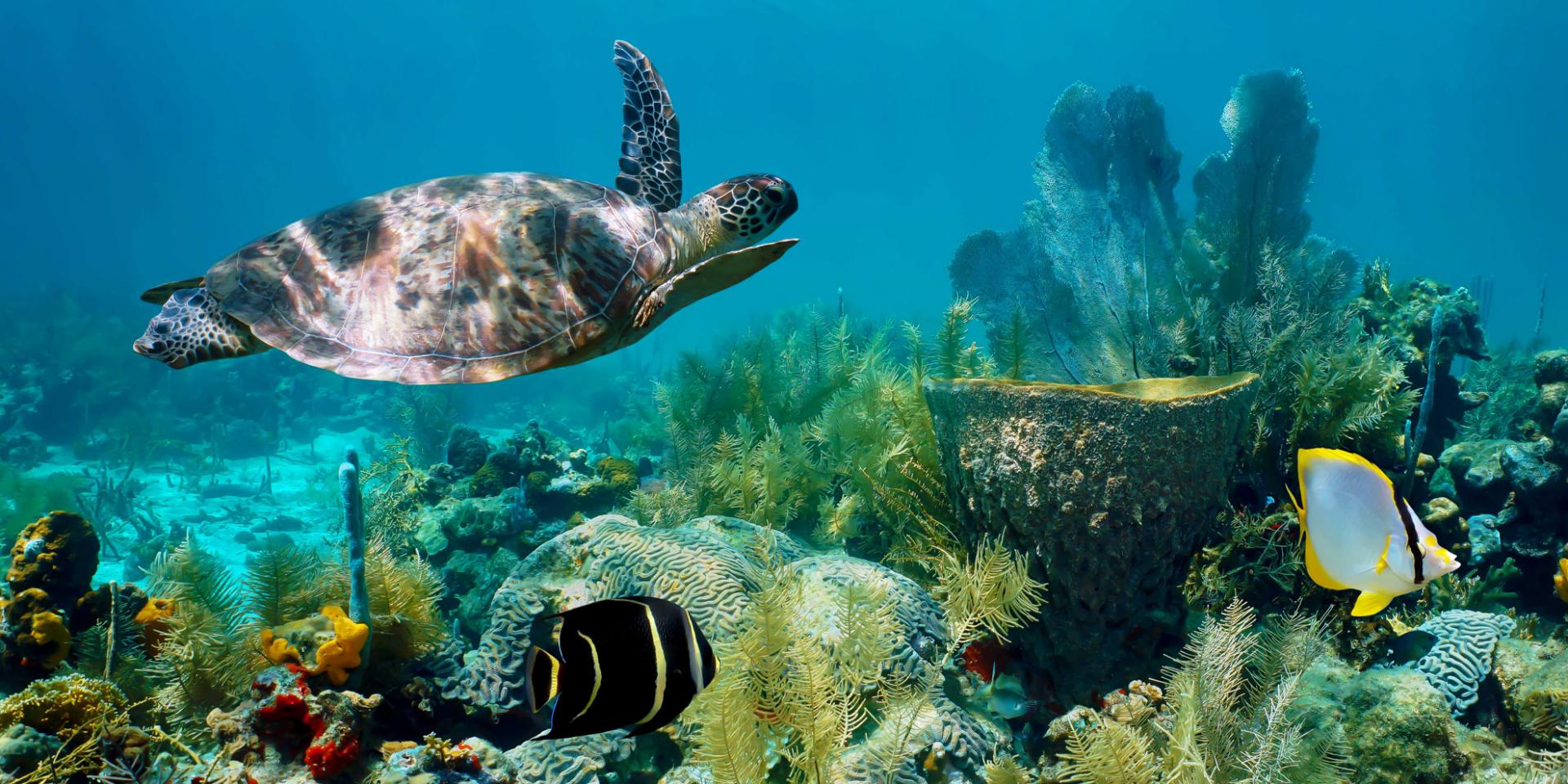 Tortue Verte Chelonia Mydas Fond marin Martinique