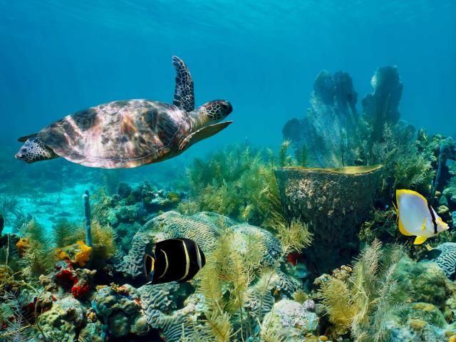 Tortue Verte Chelonia Mydas Fond marin Martinique