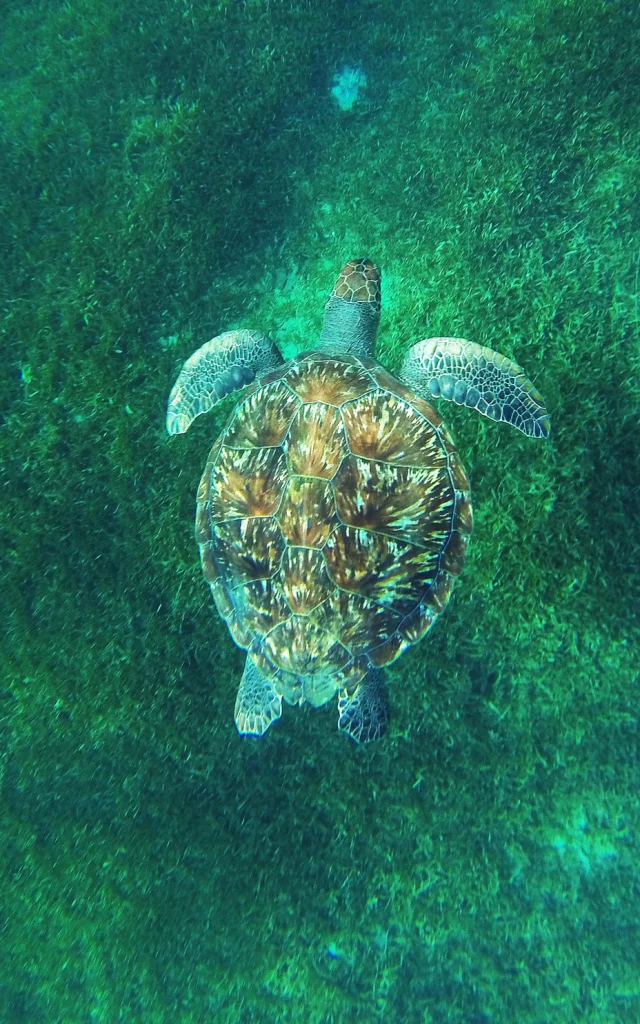 Tortue imbriquée Eretmochelys Imbricata Martinique