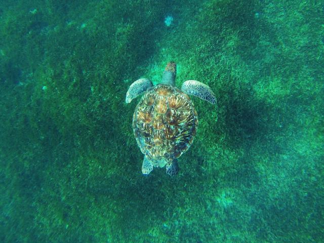 Tortue imbriquée Eretmochelys Imbricata Martinique