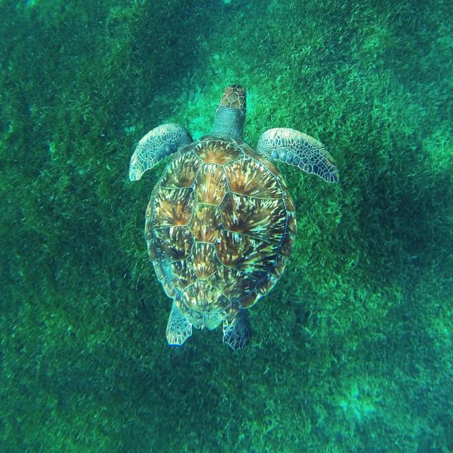 Hawksbill turtle Eretmochelys Imbricata Martinique