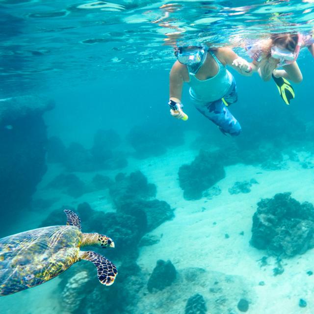 Tortueverte Chelonia Mydas Snorkeling Martinique