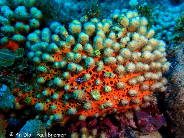 Seabed Coral An dlo Diamant Martinique