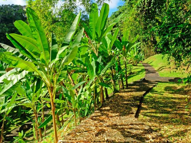 Allée Musée de la banane Sainte-Marie Martinique