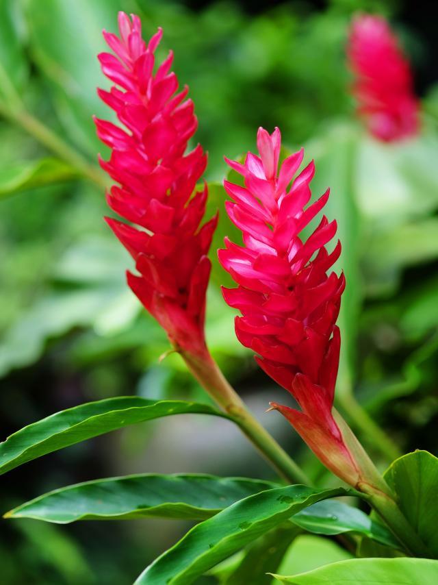 Alpinia Fleur Martinique